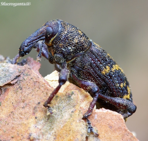 Large Pine Weevil - Hylobius abietis | Fotografijos autorius : Romas Ferenca | © Macronature.eu | Macro photography web site