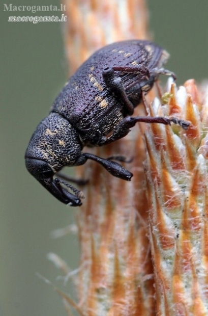 Large Pine Weevil - Hylobius abietis | Fotografijos autorius : Valdimantas Grigonis | © Macronature.eu | Macro photography web site