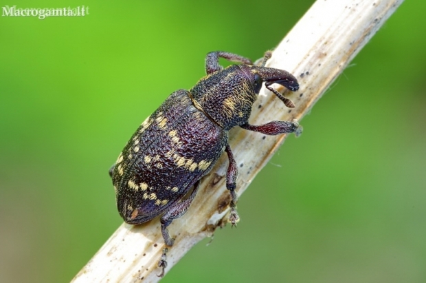 Large Pine Weevil - Hylobius abietis | Fotografijos autorius : Deividas Makavičius | © Macronature.eu | Macro photography web site