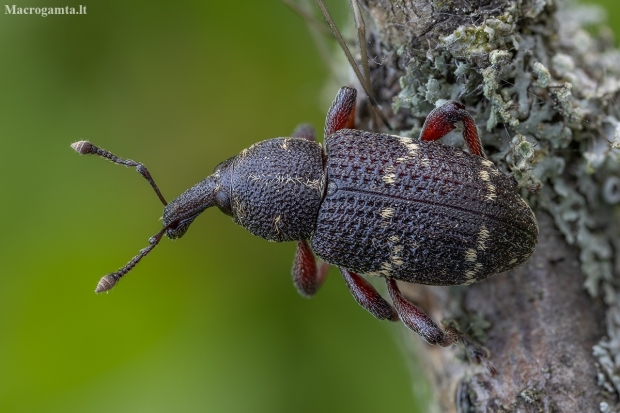 Large Pine Weevil - Hylobius abietis | Fotografijos autorius : Žilvinas Pūtys | © Macronature.eu | Macro photography web site