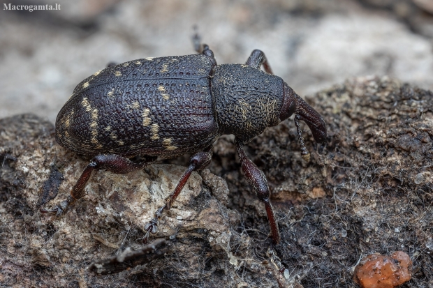 Large Pine Weevil - Hylobius abietis | Fotografijos autorius : Žilvinas Pūtys | © Macronature.eu | Macro photography web site