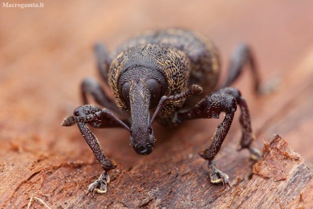 Large Pine Weevil - Hylobius abietis | Fotografijos autorius : Žilvinas Pūtys | © Macronature.eu | Macro photography web site