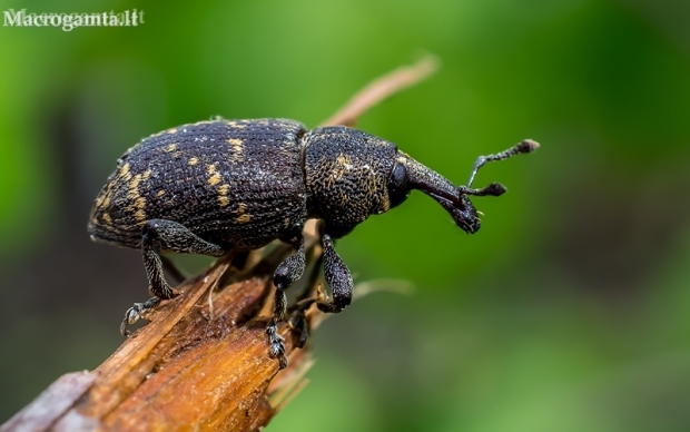 Large Pine Weevil - Hylobius abietis | Fotografijos autorius : Oskaras Venckus | © Macronature.eu | Macro photography web site