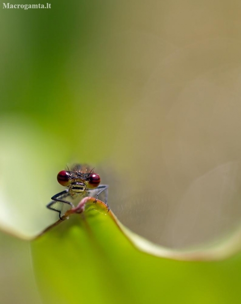 Large Red Damselfly - Pyrrhosoma nymphula  | Fotografijos autorius : Zita Gasiūnaitė | © Macronature.eu | Macro photography web site