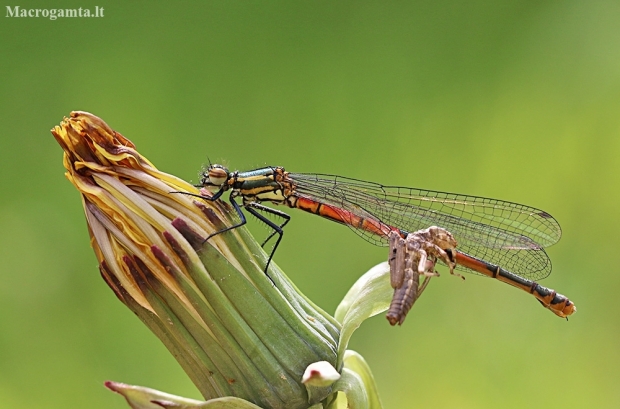 Large Red Damselfly - Pyrrhosoma nymphula | Fotografijos autorius : Agnė Našlėnienė | © Macronature.eu | Macro photography web site