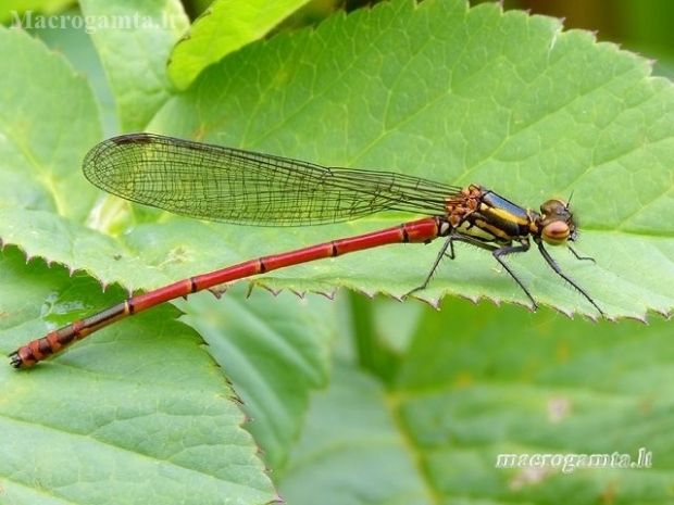 Large Red Damselfly - Pyrrhosoma nymphula | Fotografijos autorius : Darius Baužys | © Macronature.eu | Macro photography web site