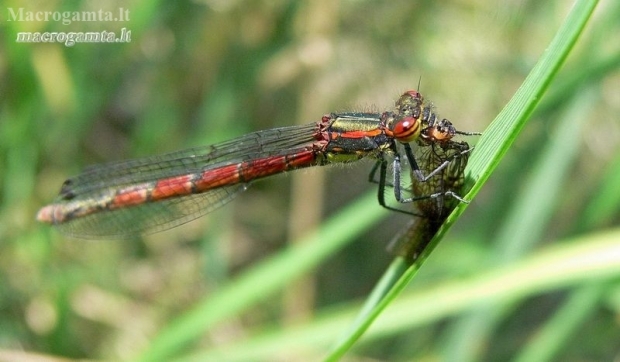 Large Red Damselfly - Pyrrhosoma nymphula | Fotografijos autorius : Deividas Makavičius | © Macronature.eu | Macro photography web site