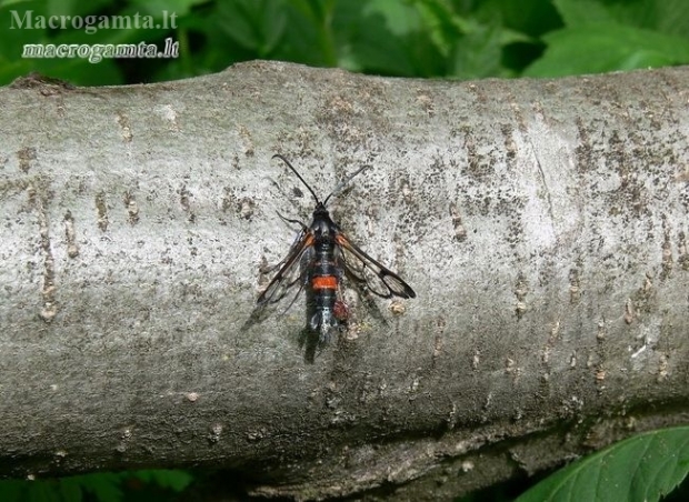 Ankstyvasis stiklasparnis - Synanthedon culiciformis | Fotografijos autorius : Deividas Makavičius | © Macrogamta.lt | Šis tinklapis priklauso bendruomenei kuri domisi makro fotografija ir fotografuoja gyvąjį makro pasaulį.