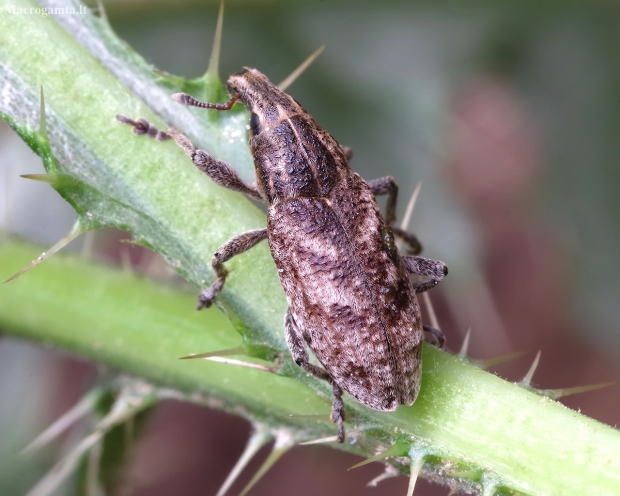 Large Thistle Weevil - Cleonis pigra | Fotografijos autorius : Romas Ferenca | © Macronature.eu | Macro photography web site