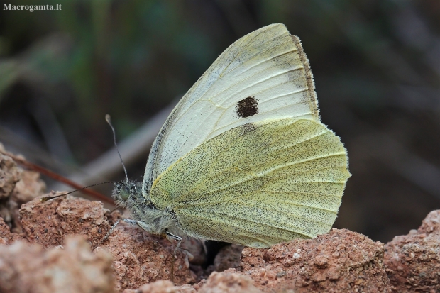 Large White - Pieris brassicae | Fotografijos autorius : Gintautas Steiblys | © Macronature.eu | Macro photography web site