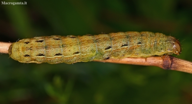 Large Yellow Underwing - Noctua pronuba, caterpillar | Fotografijos autorius : Gintautas Steiblys | © Macronature.eu | Macro photography web site