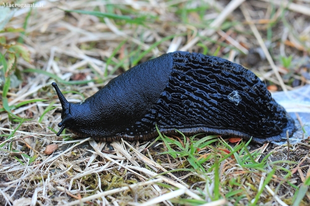 Large black slug - Arion ater | Fotografijos autorius : Gintautas Steiblys | © Macronature.eu | Macro photography web site