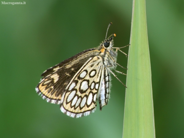 Large chequered skipper - Heteropterus morpheus | Fotografijos autorius : Vidas Brazauskas | © Macronature.eu | Macro photography web site