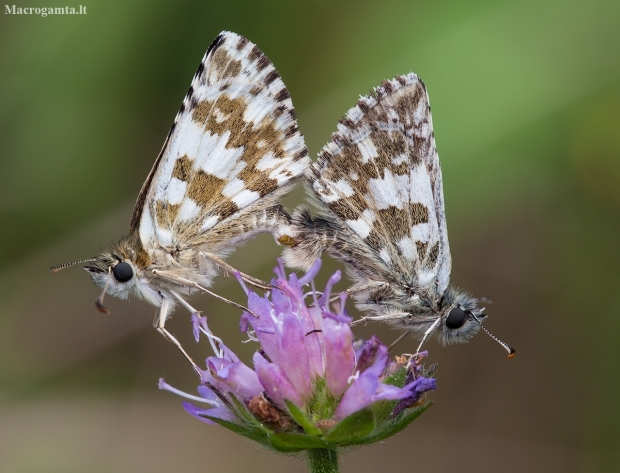 Large grizzled skipper - Pyrgus alveus | Fotografijos autorius : Žilvinas Pūtys | © Macronature.eu | Macro photography web site