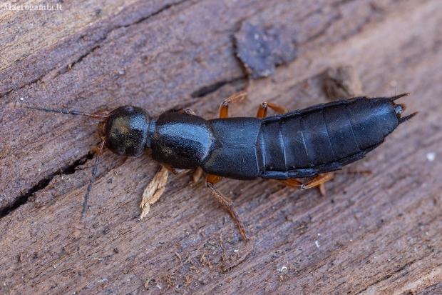 Large rove beetle - Ocypus brunnipes | Fotografijos autorius : Žilvinas Pūtys | © Macronature.eu | Macro photography web site