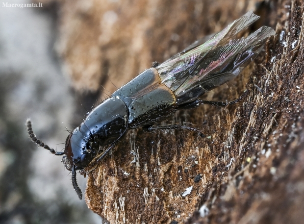 Large rove beetle - Quedius cinctus | Fotografijos autorius : Kazimieras Martinaitis | © Macronature.eu | Macro photography web site