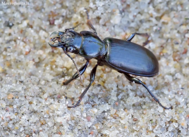 Large-headed ground beetle - Broscus cephalotes | Fotografijos autorius : Romas Ferenca | © Macronature.eu | Macro photography web site