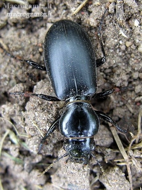 Large-headed ground beetle - Broscus cephalotes | Fotografijos autorius : Algirdas Vilkas | © Macrogamta.lt | Šis tinklapis priklauso bendruomenei kuri domisi makro fotografija ir fotografuoja gyvąjį makro pasaulį.