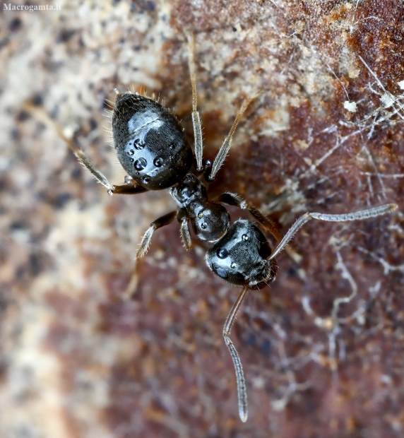 Skruzdėlė - Lasius platythorax | Fotografijos autorius : Kazimieras Martinaitis | © Macrogamta.lt | Šis tinklapis priklauso bendruomenei kuri domisi makro fotografija ir fotografuoja gyvąjį makro pasaulį.