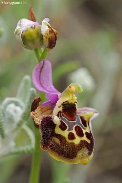 Late spider-orchid - Ophrys fuciflora | Fotografijos autorius : Gintautas Steiblys | © Macronature.eu | Macro photography web site