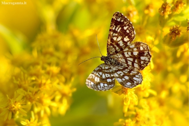 Latticed Heath - Chiasmia clathrata | Fotografijos autorius : Vidas Brazauskas | © Macronature.eu | Macro photography web site