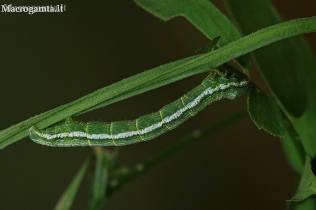 Latticed heath - Chiasmia (=Semiothisa) clathrata, caterpillar | Fotografijos autorius : Gintautas Steiblys | © Macronature.eu | Macro photography web site
