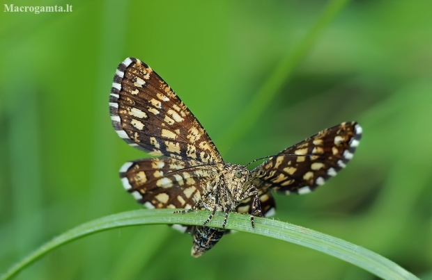 Latticed heath - Chiasmia clathrata | Fotografijos autorius : Gintautas Steiblys | © Macronature.eu | Macro photography web site