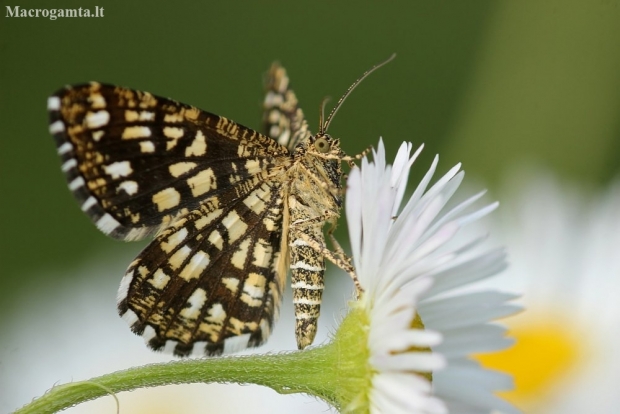 Latticed heath | Fotografijos autorius : Vidas Brazauskas | © Macronature.eu | Macro photography web site