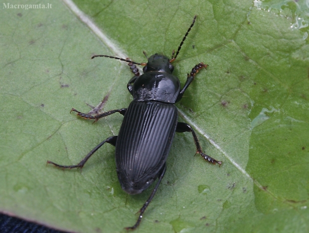 Dvitaškis žygis - Anisodactylus binotatus | Fotografijos autorius : Vytautas Gluoksnis | © Macrogamta.lt | Šis tinklapis priklauso bendruomenei kuri domisi makro fotografija ir fotografuoja gyvąjį makro pasaulį.