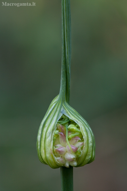 Laukinis česnakas - Allium oleraceum | Fotografijos autorius : Žilvinas Pūtys | © Macrogamta.lt | Šis tinklapis priklauso bendruomenei kuri domisi makro fotografija ir fotografuoja gyvąjį makro pasaulį.
