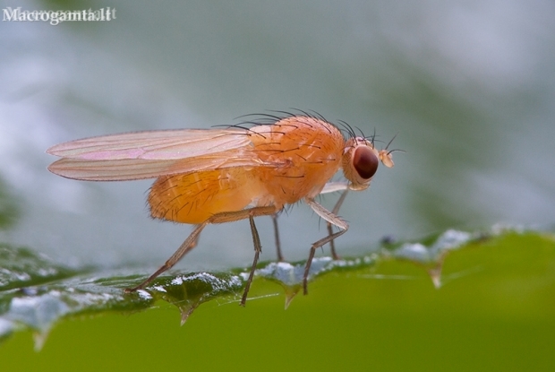 Lauxaniid Fly - Lauxaniidae | Fotografijos autorius : Žilvinas Pūtys | © Macronature.eu | Macro photography web site