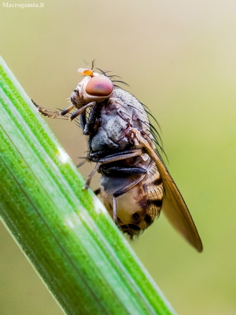 Lauxaniid fly - Minettia fasciata | Fotografijos autorius : Oskaras Venckus | © Macronature.eu | Macro photography web site