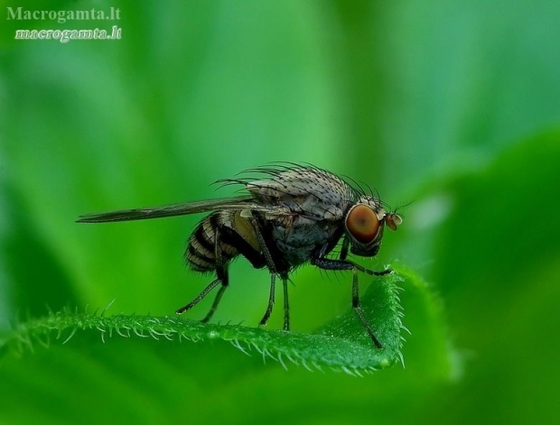 Lauxaniid fly - Minettia fasciata | Fotografijos autorius : Romas Ferenca | © Macronature.eu | Macro photography web site