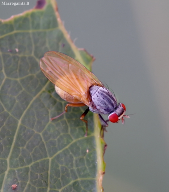 Lauxaniid fly - Minettia lupulina | Fotografijos autorius : Romas Ferenca | © Macronature.eu | Macro photography web site