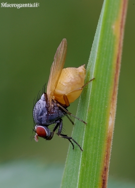 Lauxaniid fly - Minettia lupulina | Fotografijos autorius : Romas Ferenca | © Macronature.eu | Macro photography web site