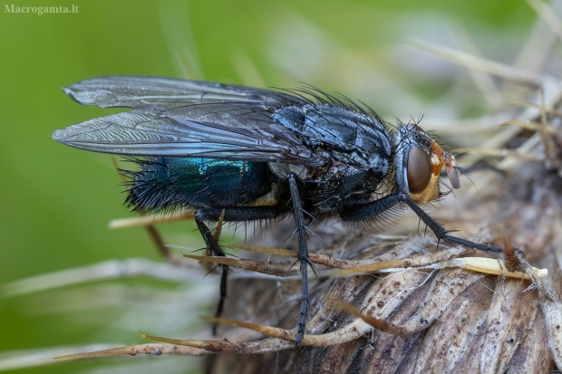 Lavonmusė - Cynomya mortuorum ♀ | Fotografijos autorius : Žilvinas Pūtys | © Macrogamta.lt | Šis tinklapis priklauso bendruomenei kuri domisi makro fotografija ir fotografuoja gyvąjį makro pasaulį.