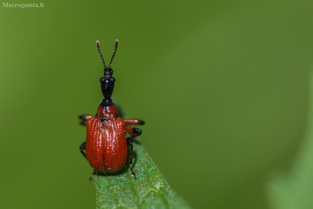 Lazdyninis cigarsukis - Apoderus coryli | Fotografijos autorius : Dalia Račkauskaitė | © Macrogamta.lt | Šis tinklapis priklauso bendruomenei kuri domisi makro fotografija ir fotografuoja gyvąjį makro pasaulį.