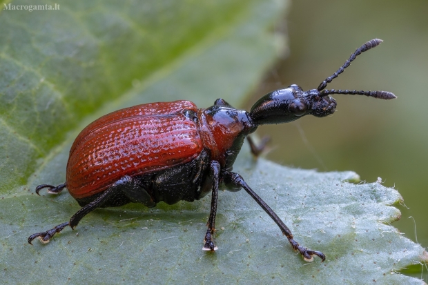 Lazdyninis cigarsukis - Apoderus coryli | Fotografijos autorius : Žilvinas Pūtys | © Macrogamta.lt | Šis tinklapis priklauso bendruomenei kuri domisi makro fotografija ir fotografuoja gyvąjį makro pasaulį.