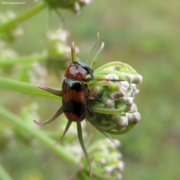 Leaf Beetle - Coptocephala unifasciata | Fotografijos autorius : Vitalii Alekseev | © Macronature.eu | Macro photography web site