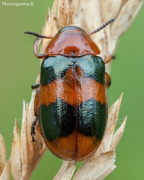 Leaf Beetle - Coptocephala unifasciata | Fotografijos autorius : Žilvinas Pūtys | © Macronature.eu | Macro photography web site