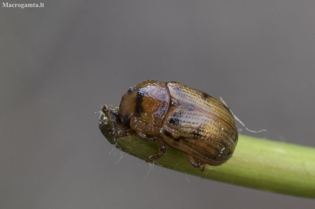 Leaf Beetle - Gonioctena pallida | Fotografijos autorius : Giedrius Markevičius | © Macronature.eu | Macro photography web site