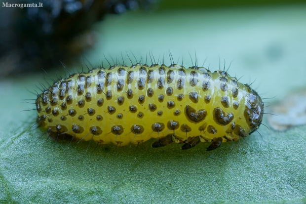 Leaf beetle - Galerucella grisescens, larva | Fotografijos autorius : Žilvinas Pūtys | © Macronature.eu | Macro photography web site