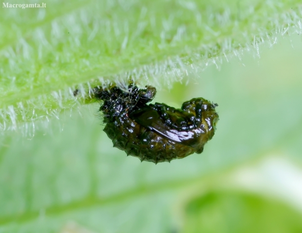 Leaf beetle - Galerucella grisescens, pupa | Fotografijos autorius : Romas Ferenca | © Macronature.eu | Macro photography web site