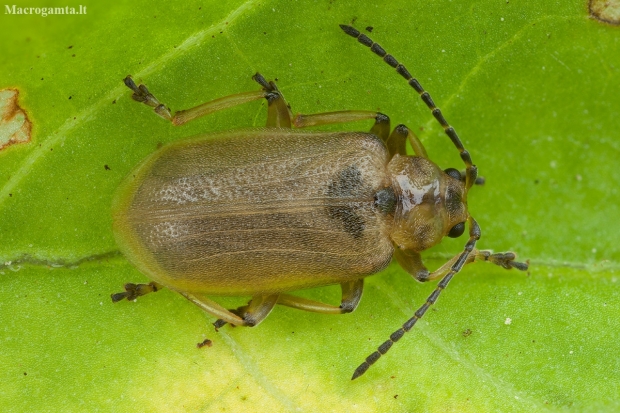 Leaf beetle - Galerucella grisescens | Fotografijos autorius : Žilvinas Pūtys | © Macronature.eu | Macro photography web site