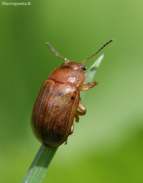 Leaf beetle - Gonioctena quinquepunctata  | Fotografijos autorius : Vytautas Gluoksnis | © Macronature.eu | Macro photography web site