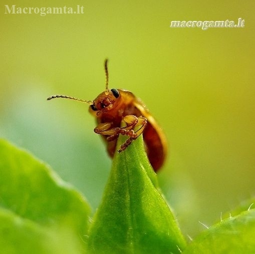 Penkiataškis dygblauzdis - Gonioctena quinquepunctata | Fotografijos autorius : Romas Ferenca | © Macronature.eu | Macro photography web site