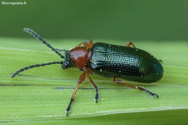 Cereal leaf beetle - Oulema melanopus | Fotografijos autorius : Žilvinas Pūtys | © Macronature.eu | Macro photography web site