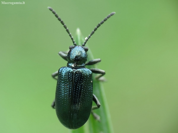 Leaf beetle - Oulema obscura | Fotografijos autorius : Vidas Brazauskas | © Macronature.eu | Macro photography web site
