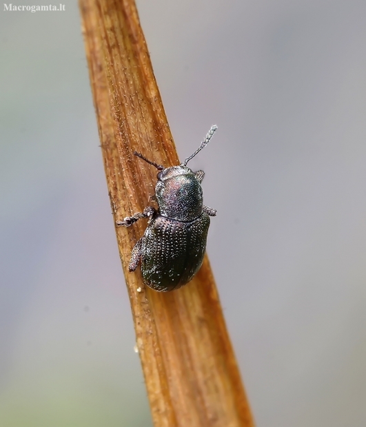 Leaf beetle - Pachnephorus pilosus | Fotografijos autorius : Romas Ferenca | © Macronature.eu | Macro photography web site