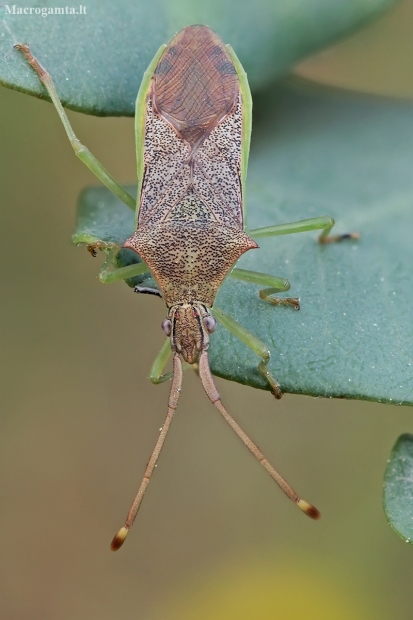 Leaf-footed bug - Plinachtus imitator | Fotografijos autorius : Gintautas Steiblys | © Macronature.eu | Macro photography web site